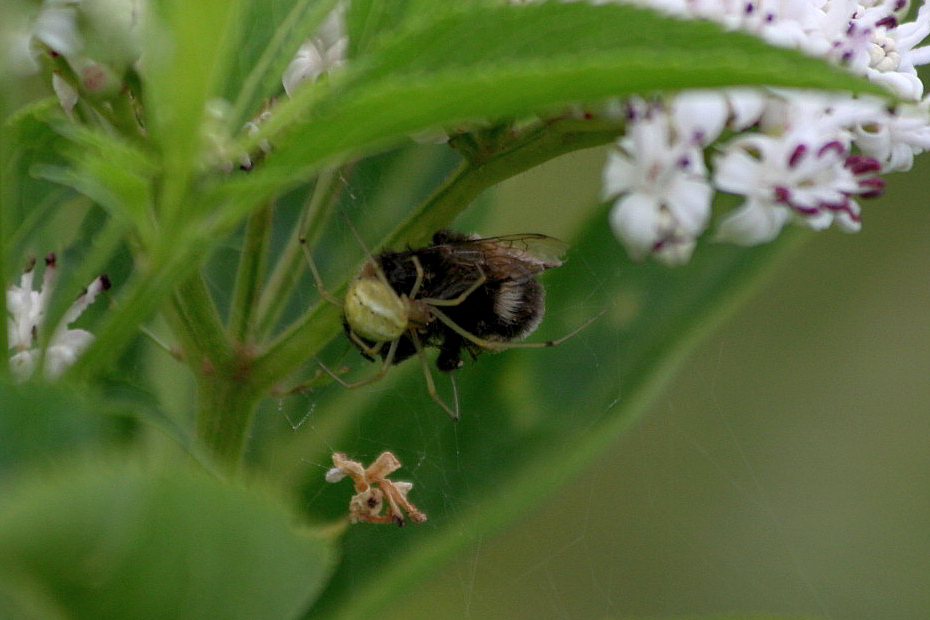 Enoplognatha sp.